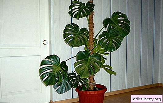 Monstera: home care (photo). Pests and major problems when caring for a monster at home