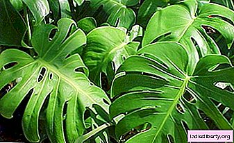 Monstera - cultivation, care, transplant and reproduction