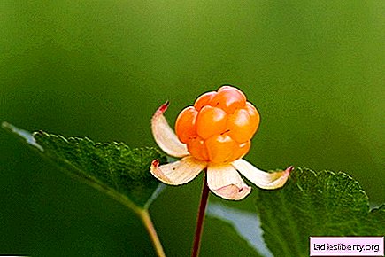 Cloudberry - proprietăți medicinale și aplicare în medicament