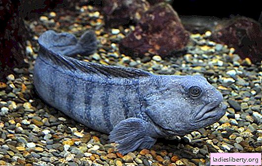 "ذئب البحر" أو سمك السلور: فوائد أسماك المحيط ، ضرر محتمل منه. ميزات اختيار وتخزين سمك السلور ، موانع