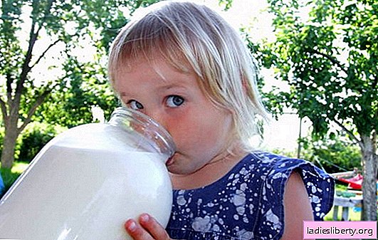 É possível leite de cabra para crianças: características e recomendações. Quais são os benefícios do leite de cabra para mães que amamentam e para pessoas com alergias