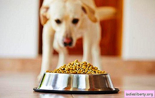 Este posibil ca câinii să usuce mâncare - toate avantajele și contra. Cum să hrăniți câinii, este posibil să le oferiți mâncare uscată în mod constant