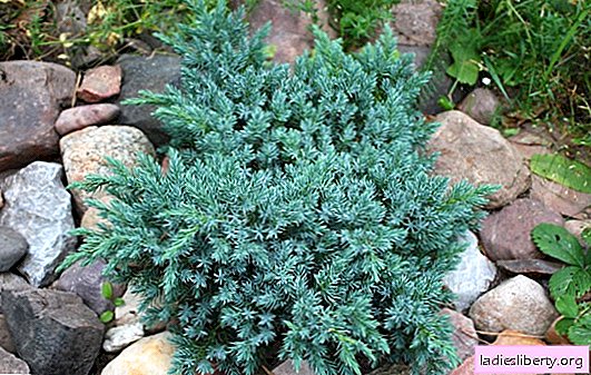 Juniper planting and caring for it. Propagation methods, transplantation into the ground and operations for the care of juniper