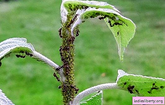 Ants on the apple tree - how to eliminate the threat to the garden? What threatens an attack of ants on an apple tree, are ants useful?