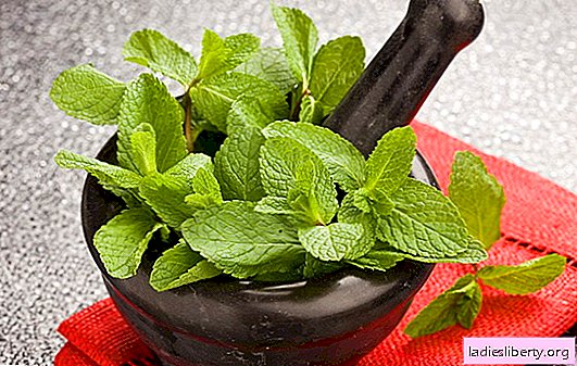 Mint - the benefits and harms of aromatic herbs for the human body. What is the calorie, therapeutic value and scope of mint