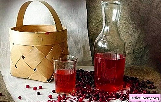 Tintura de lingonberry en casa: secretos de cocina. Deliciosa tintura casera de arándano rojo en vodka, alcohol, coñac