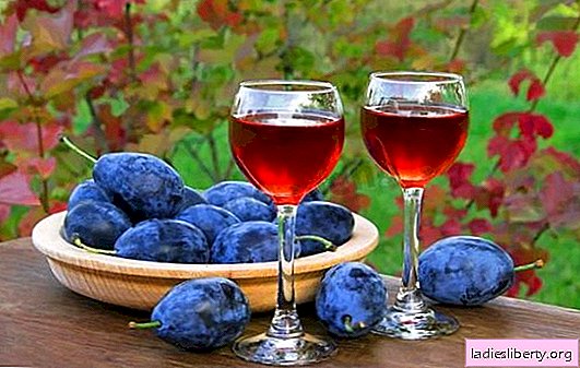 Teinture de prune à la maison - plaisir de prune. Recettes de teinture de prune maison pour la vodka, l'alcool, le cognac