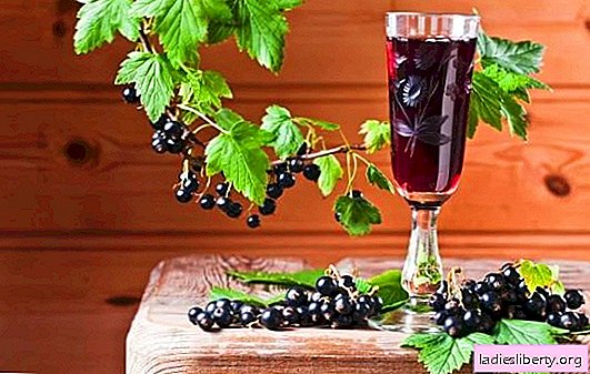 Currant tincture at home - rich color and taste. How to cook tincture from currants at home on alcohol, vodka, moonshine