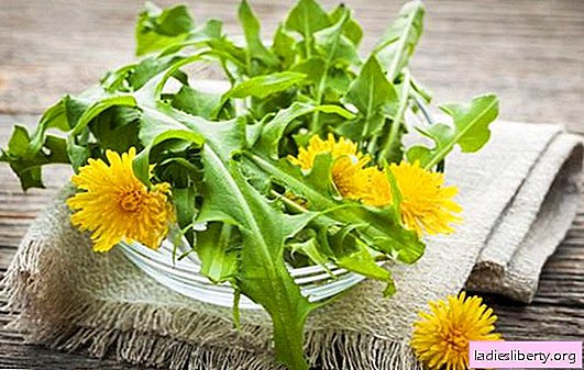¡No tires una hierba milagrosa! Beneficios para la salud de las hojas de diente de león. El uso de hojas de diente de león: recetas y consejos