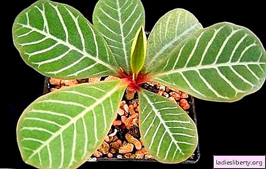 Over de voordelen van milkweed, een van de meest giftige planten ter wereld. Wat is er in de moderne geneeskunde over bekend en wat voor kwaad doet Euphorbia?