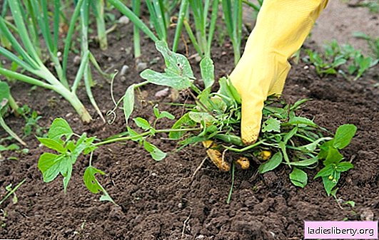 Las malas hierbas ordinarias son beneficiosas para los humanos. Cómo y por qué se pueden usar las malas hierbas: bardana, gachas, plátano, pie de potro y otros