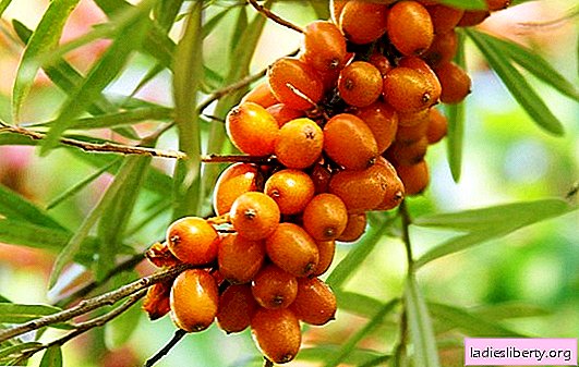 Sea buckthorn: useful properties, use for cosmetic purposes. Sea buckthorn: contraindications to the use of fruits