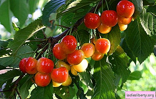Cherry pruning: how and when to cut sweet cherries. Traditional approach and new methods of intensive gardening