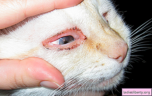 Common signs, characteristic symptoms of conjunctivitis in kittens. What to do if a kitten has conjunctivitis: rules and methods of treatment