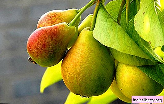 Resumen de las mejores variedades de peras para varias regiones de Rusia con una foto. Descripción y características de las variedades para la región de Moscú.