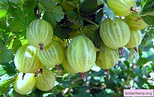 Overview of the best varieties of gooseberries: the pros and cons of each, photos. What varieties of gooseberries to choose for Moscow region?