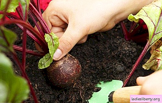 Overview of the best beet varieties: early, mid-season and late. What varieties of beets are better to taste, yield other characteristics: photo and description
