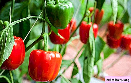Revisione delle prime varietà di peperone dolce: caratteristica, foto. Le migliori varietà di peperoni precoci per la regione di Mosca, la Siberia e gli Urali