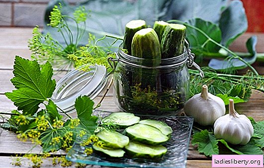 Cucumbers for pickling and preservation: photos of the best. Description of the best varieties of pickles for pickling for open ground and greenhouses with a photo