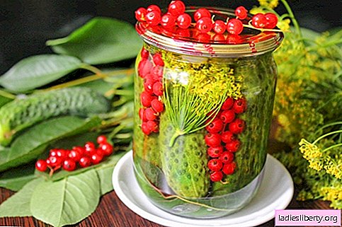 Pepinos em conserva com groselhas - todas as cores do verão em uma lata