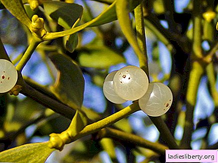 Mistletoe - medicinal properties and uses in medicine