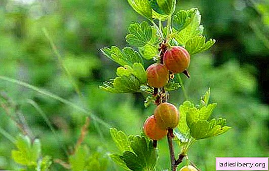 Gooseberry leaves and berries fall? Reasons and methods for dealing with the falling gooseberry problem