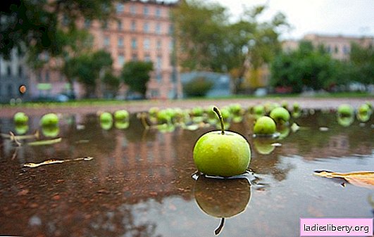 Äpplen faller: de främsta orsakerna till att omogna frukter faller av. Hur man sparar äpplen och förhindrar att de faller