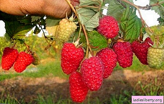 Описание на най-добрите сортове растителни малини за Юг на Русия: характеристики и снимки. Характеристики на засаждане и грижи за отстраняване на малини в южна Русия