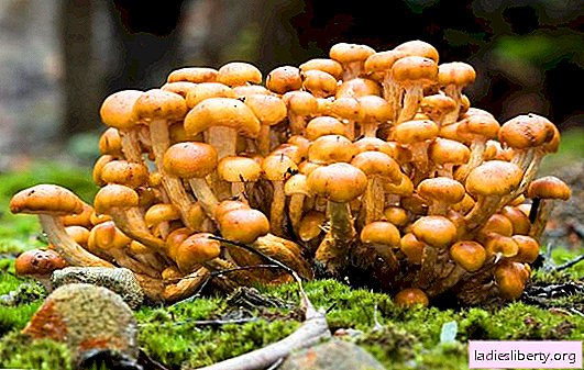 Honey agarics: the benefits of "forest meat" for the body. What harm can honey agaric be caused by improper collection, handling and use?