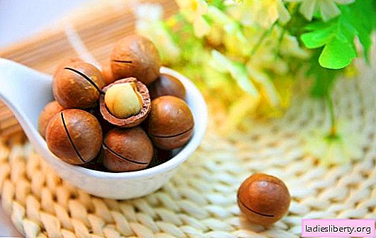 Macadamia-noot: voordelen voor de gezondheid en nadelen. Wat meer Diëtist legt uit