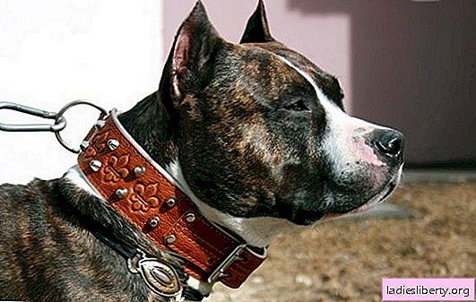 Collar for dogs: what is the difference between collars for different breeds of dogs. How to choose the best collar: decorative, walking, security, for training
