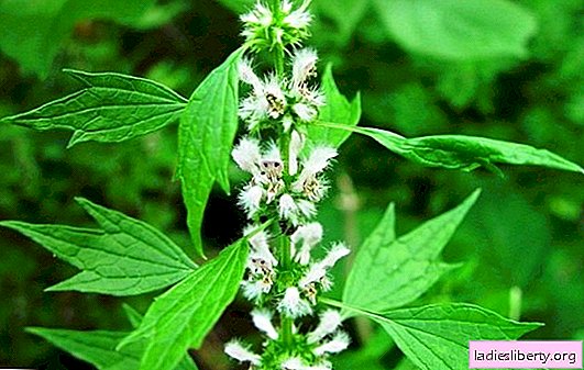 ميزات العلاج مع النباتات الطبية motherwort: الفوائد وخصائص الشفاء. موانع لاستخدام الأمذرة وتضر العشب