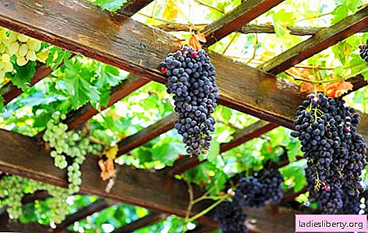 Značilnosti neprekrivnih sort grozdja v predmestju. Značilnosti najboljših sort grozdja, ki ne pokriva, za moskovsko regijo