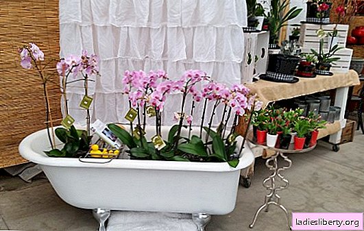 Kenmerken van thuis water gevende orchideeën. Tips en trucs voor beginners
