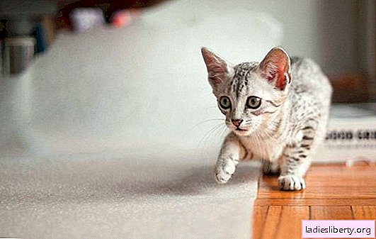 Fitur dari jenis kucing Mau Mesir. Cantik, gelisah, licik dan penuh kasih sayang
