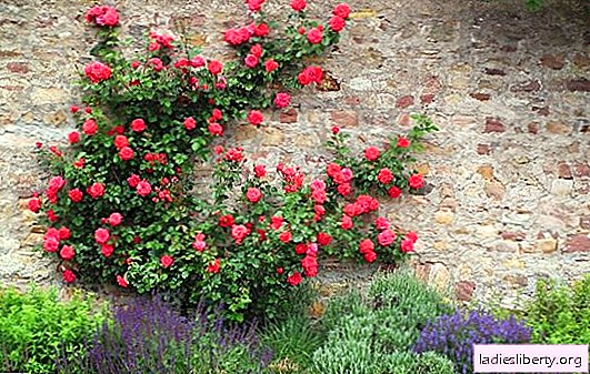 ملامح زراعة الورود التسلق: أنواع الدعم. كيفية العناية بشكل صحيح لتسلق الورود ، سقي ، أعلى الملابس