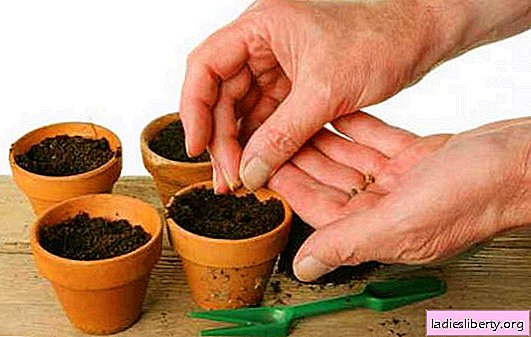 실내 식물의 종자 재생산의 특징 : 종자를 얻는 곳, 화분 선택, 토양, 파종 기술 및 후속 관리