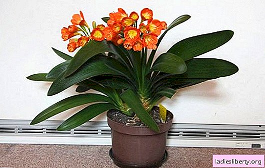 Features of care for clivia at home: instructions for transplanting with photos, watering, top dressing, frequent mistakes by gardeners