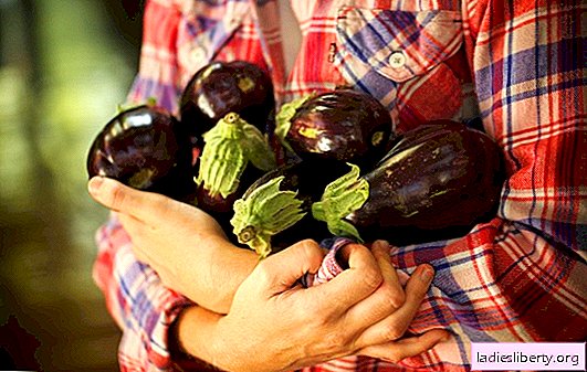 Caractéristiques de la culture d'aubergines à l'envie des voisins: mes chers petits bleus! Comment faire pousser une bonne récolte d'aubergines