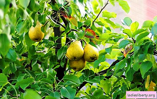 Ciri-ciri menanam pear. Semua tentang menanam dan merawat pir: top dressing, pemangkasan, rawatan (foto)