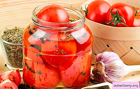 Tomates épicées pour l'hiver: une collation savoureuse pour toutes les occasions. Recettes classiques et créatives de tomates chaudes pour l'hiver