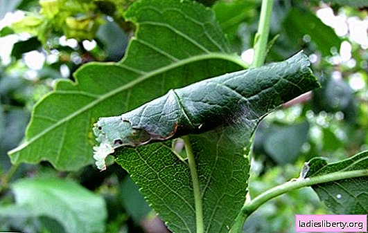 Where do the caterpillars on the apple tree come from: description of the pest with a photo. The most effective methods of controlling caterpillars on the apple tree
