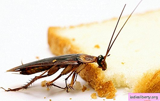 Gift for kukarachi: folkemessige midler mot kakerlakker. Hvilke folkemessige midler mot kakerlakker tåler ikke den røde Prusak