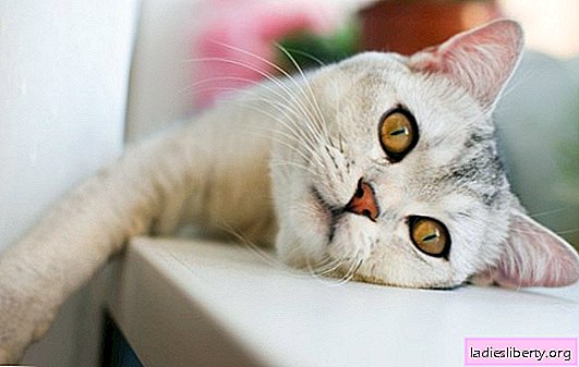 Poisoning in cats: causes and symptoms. How to save a beloved cat in case of poisoning with household chemicals or poor-quality food