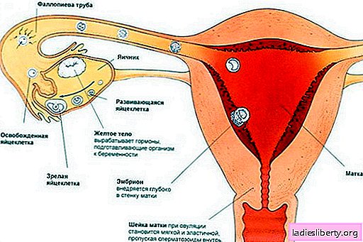 Ovulation after menstruation - how many days does it take? Learn how to correctly calculate the days of ovulation after menstruation.
