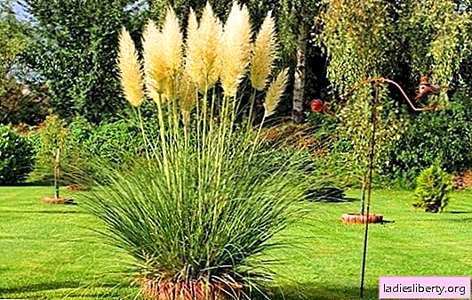 Pampas grass: cultivation in different climatic zones. The subtleties of caring for pampas grass: sowing, transplanting seedlings, top dressing
