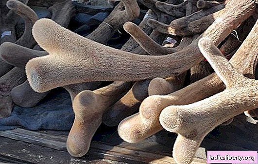 Antlers of deer: medicinal properties, indications, contraindications and methods of use. Doctor's opinion