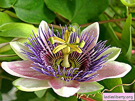 Passiflora - medicinal properties and applications in medicine