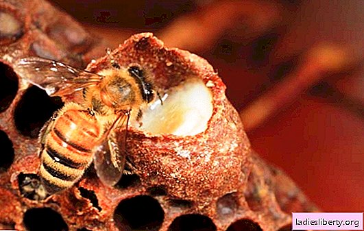 Leite de abelha: propriedades úteis do "elixir milagroso". Leite de abelha: contra-indicações para o uso do produto