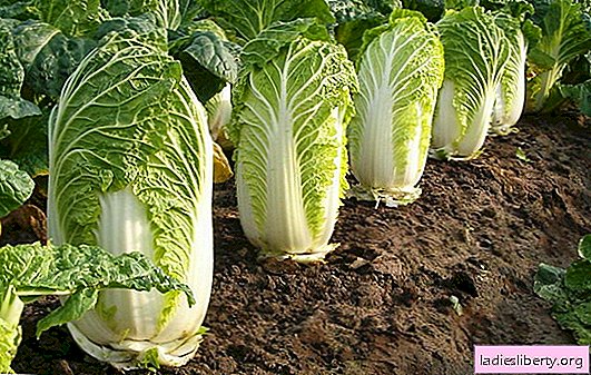 Chinese cabbage is a simple salad, but what's more good or harm in it? All about the beneficial properties and possible harm of Chinese cabbage